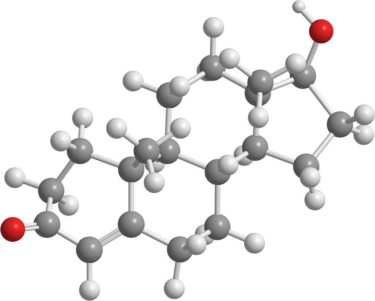 testostérone